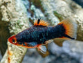 Platy fish — Platy for sale UK
