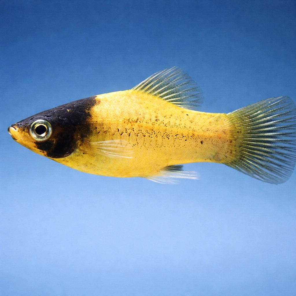 Platy fish — Platy for sale UK — AI side clean view