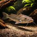 platy fish lifespan — tropical fish for sale UK — AI hero driftwood view