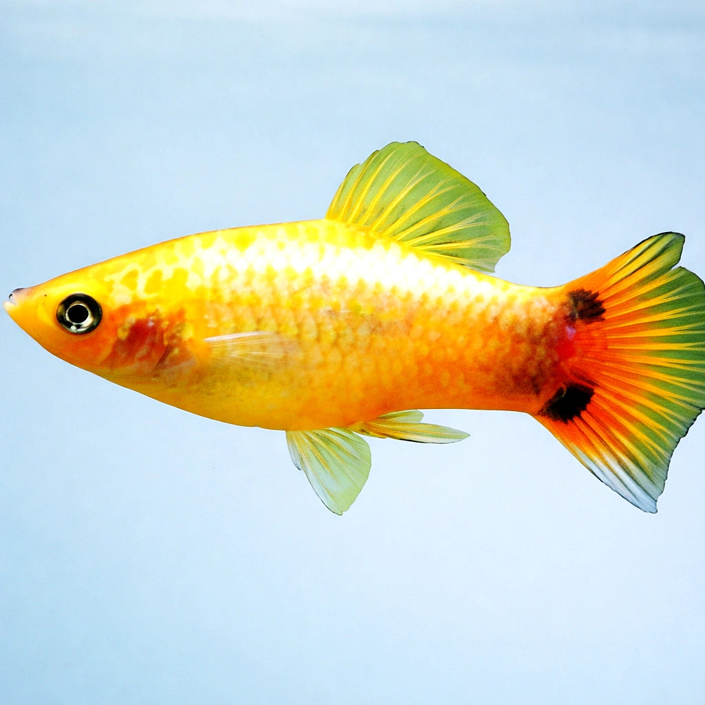Platy Mickey Mouse - Xiphophorus maculatus — AI side clean view
