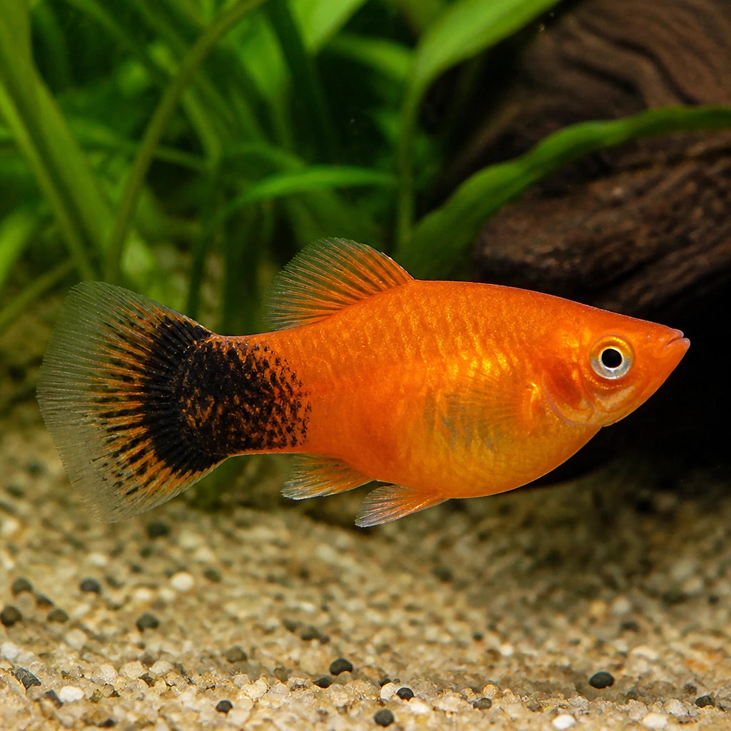 X Coral Red Platies - Xiphophorus Maculatus - Livebearer, Best Tropical Fish for Brightening Your Aquarium, Easy to Care for and Friendly Tank Mates for a Thriving Ecosystem — for sale UK — AI natural aquarium view