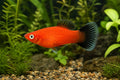 Platy Red Wagtail (Xiphophorus maculatus red wagtail) - SKU 6203 Petra-reference aquarium image