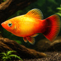 Platy Sun Set - Xiphophorus maculatus — AI hero driftwood view
