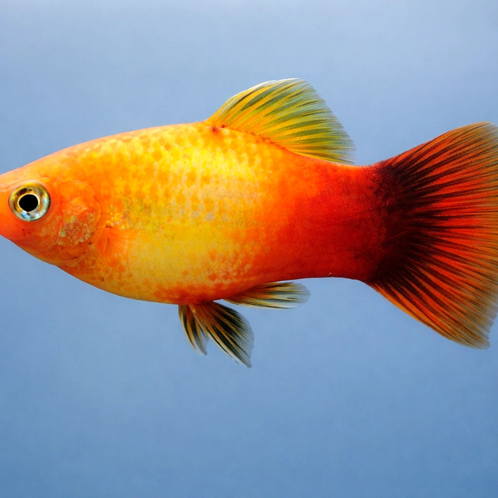 Platy Sun Set - Xiphophorus maculatus — AI side clean view