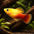 X Sunset Variegated Platies - Xiphophorus Variatus - Livebearer, Vibrant Freshwater Fish that Thrive in Community Settings, Easy Care for Beginners and Enthusiasts Alike, Perfect Companions for Peaceful Tanks — for sale UK — AI hero driftwood view