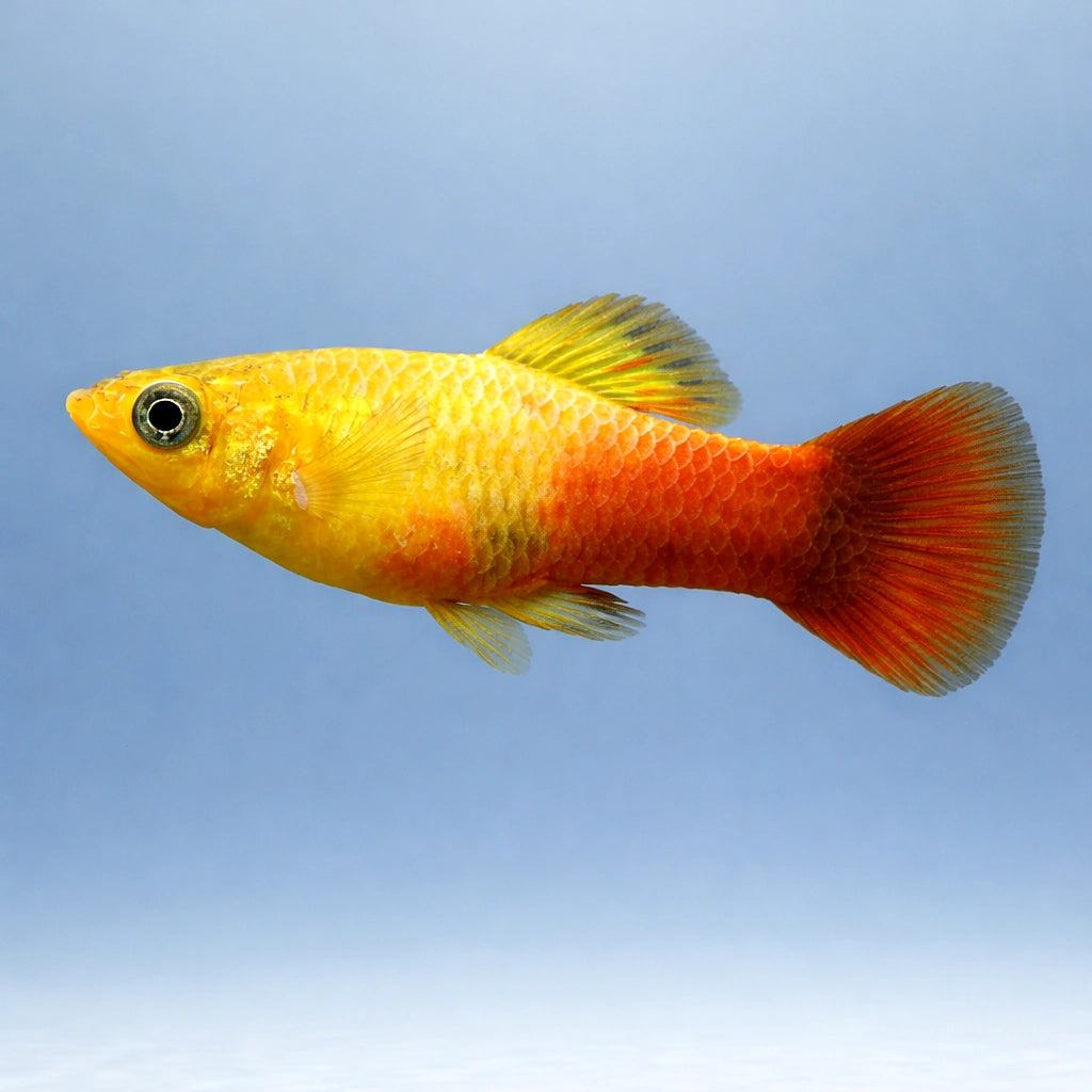 X Sunset Variegated Platies - Xiphophorus Variatus - Livebearer, Vibrant Freshwater Fish that Thrive in Community Settings, Easy Care for Beginners and Enthusiasts Alike, Perfect Companions for Peaceful Tanks — for sale UK — AI side clean view