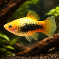 Xiphophorus maculatus yellow tuxedo - Yellow tuxedo — AI hero driftwood view