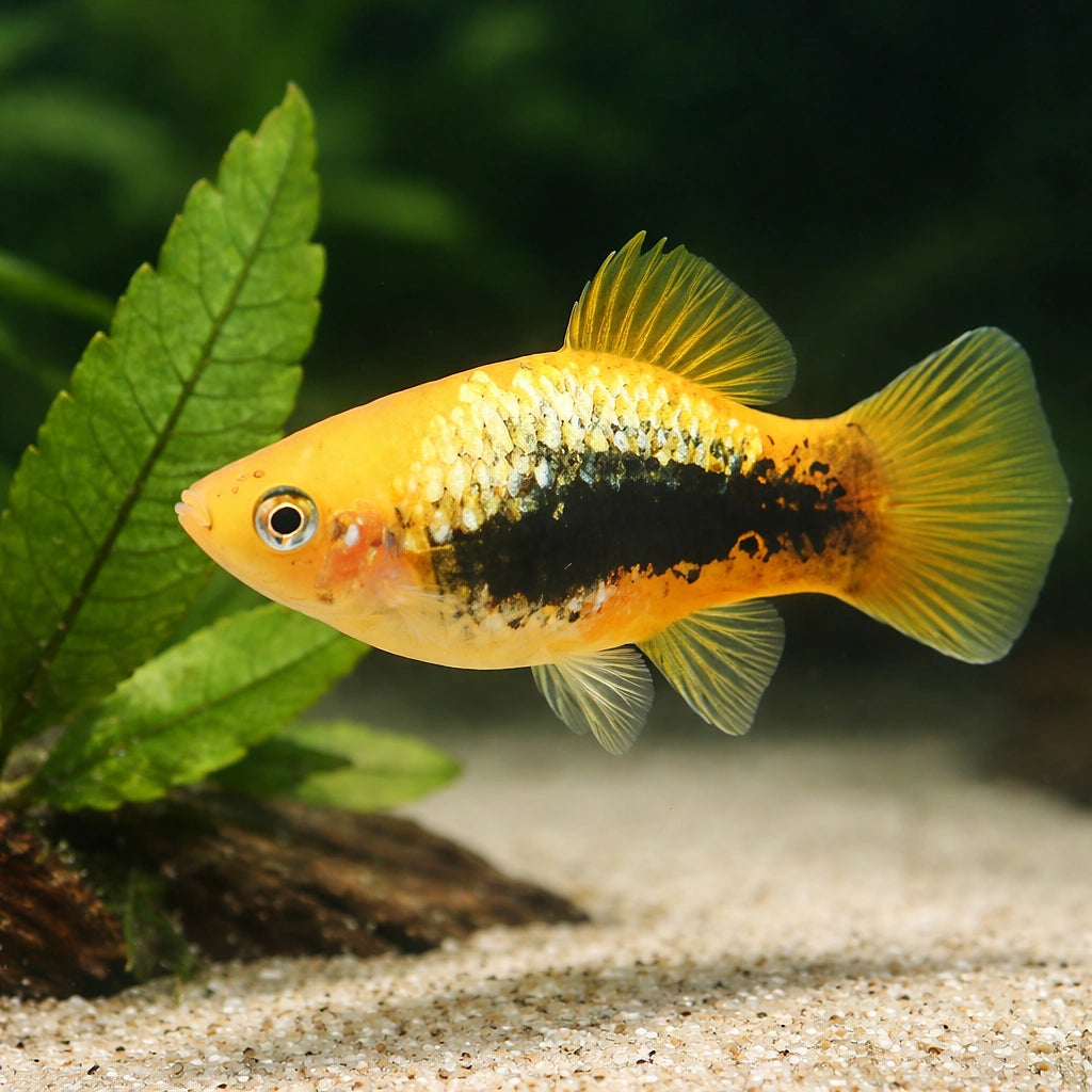 Xiphophorus maculatus yellow tuxedo - Yellow tuxedo — AI scale plant view