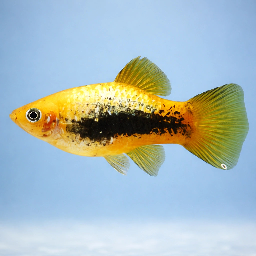 Xiphophorus maculatus yellow tuxedo - Yellow tuxedo — AI side clean view