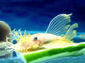 Ancistrus sp. L144 (Pleco for Sale UK) (Pleco for Sale UK) — Buy Ancistrus sp