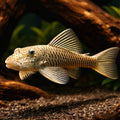 Chaetostoma thomsoni L187b - Pleco for Sale UK (Chaetostoma thomsoni) — Chaetostoma thomsoni L187b is a hardy moderate-care…
