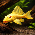 Suckermouth Catfish Gold — Hypostomus plecostomus 'Gold' - UK (Hypostomus plecostomus) — Buy this gold pleco for sale UK for…