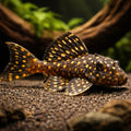 L029 Galaxy Pleco - Leporacanthicus sp. - UK (Leporacanthicus sp.) — Striking L029 Galaxy Pleco ideal for well-kept — hero…