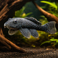 L030 Spectracanthicus sp. Pleco - UK (Spectracanthicus sp.) — Rare L030 Spectracanthicus sp — hero driftwood