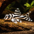 L046 Zebra Pleco (Hypancistrus zebra) - UK (Hypancistrus zebra) — Rare L046 Zebra Pleco with bold black-and-white stripes…