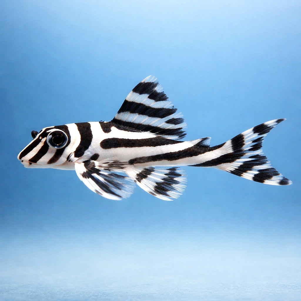 L046 Zebra Pleco (Hypancistrus zebra) - UK (Hypancistrus zebra) — Rare L046 Zebra Pleco with bold black-and-white stripes…