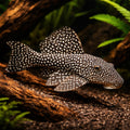L048 Scobinancistrus sp. Pleco for Sale UK (Scobinancistrus sp.) — Buy the L048 Scobinancistrus sp — hero driftwood