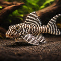 L066 Hypancistrus sp. (Hypancistrus sp.) - UK (Hypancistrus sp.) — Rare L066 Hypancistrus sp — hero driftwood