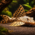 L075 Peckoltia sabaji Pleco for Sale UK (Peckoltia sabaji) — Add the L075 Peckoltia sabaji to your aquarium for a standout…