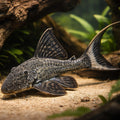 L090 Panaque bathyphilus - Pleco for Sale UK (Panaque bathyphilus) — Rare L090 Panaque bathyphilus with bold patterning and…