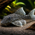 L128 Hemiancistrus sp. (Blue Phantom Pleco) - UK (Hemiancistrus sp.) — Buy this striking L128 Hemiancistrus sp — hero…