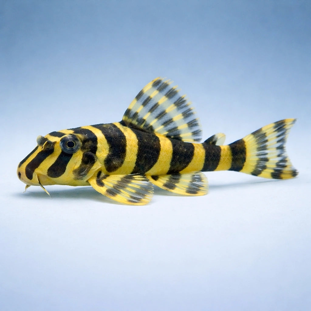 L134 Peckoltia compta - Moderate Care | UK (Peckoltia compta) — Striking L134 Peckoltia compta with bold zebra patterning…