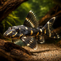 L204 Panaqolus albivermis - Zebra Tiger Pleco UK (Panaqolus albivermis) — Distinctive L204 Zebra Tiger Pleco with bold…