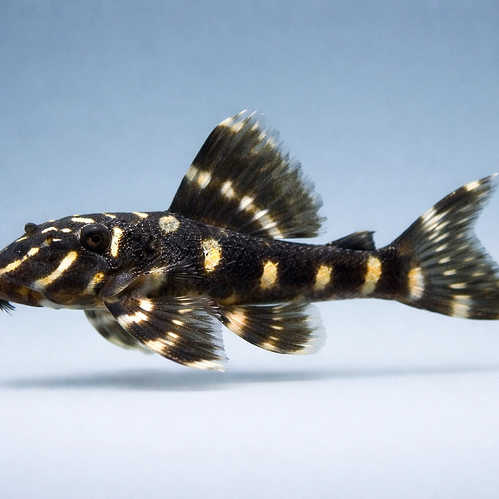 L204 Panaqolus albivermis - Zebra Tiger Pleco UK (Panaqolus albivermis) — Distinctive L204 Zebra Tiger Pleco with bold…