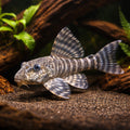 L226 Panaqolus changae - Moderate Care | UK (Panaqolus changae) — Striking L226 Panaqolus changae, a beautiful — hero…
