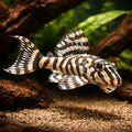 L236 Hypancistrus sp. (Hypancistrus sp.) - UK (Hypancistrus sp.) — Rare L236 Hypancistrus sp — hero driftwood