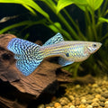 Poecila ret. female cobra multicolor elephant ears — tropical fish for sale UK — AI natural aquarium view