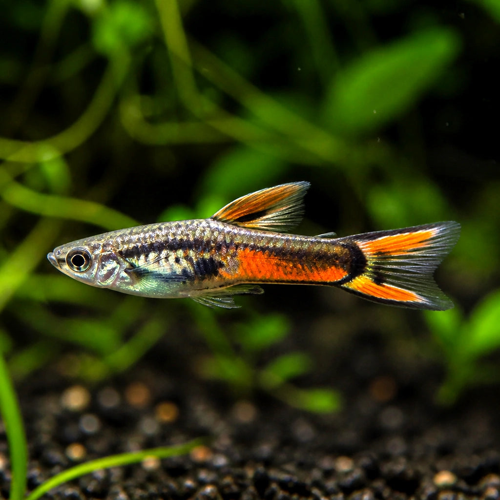 Black Fire Endler Guppy Breeding — Endler Guppies for sale UK — AI natural aquarium view