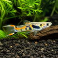 Poecilia endler el tigre — tropical fish for sale UK — AI natural aquarium view