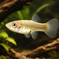 Poecilia endler female 2,5 - 3, — tropical fish for sale UK — AI hero driftwood view