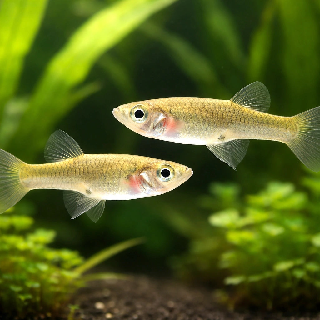 Poecilia endler female 2,5 - 3, — tropical fish for sale UK — AI pair planted view