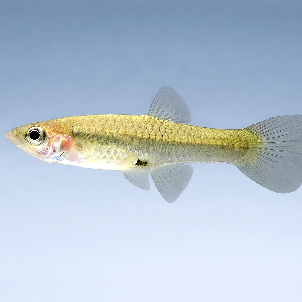 Poecilia endler female 2,5 - 3, — tropical fish for sale UK — AI side clean view
