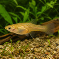 Poecilia endler golden female — tropical fish for sale UK — AI natural aquarium view