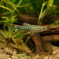 Poecilia endler green snake — tropical fish for sale UK — AI natural aquarium view