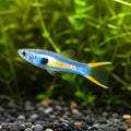 X Japan Blue Dwarf Guppy Males - Poecilia Reticulata X Wingei - Livebearer — tropical fish for sale UK — AI natural aquarium view