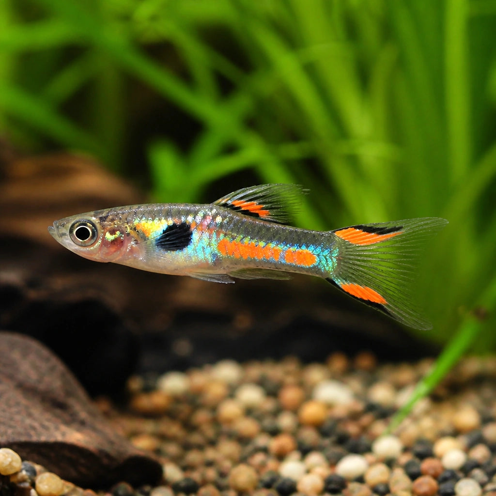 Poecilia endler neon — tropical fish for sale UK — AI natural aquarium view