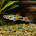 X Santa Maria Dwarf Guppy Males - Poecilia Reticulata X Wingei - Livebearer — Endler Guppies for sale UK — AI natural aquarium view