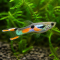 X Supercolour Dwarf Guppy Males - Poecilia Reticulata X Wingei - Livebearer — tropical fish for sale UK — AI natural aquarium view