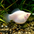  — tropical fish for sale UK — AI natural aquarium view