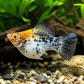 X Poecilia Latipinna / Ballon Molly Mix Tropical Fish Tank, Best Choices for Community Tanks, Offering Graceful Movement and Colorful Displays in Your Home Aquarium, Stunning Colors for Your Aquarium — for sale UK — AI natural aquarium view