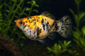 Balloon Calico Golden Molly (Poecilia latipinna) in a planted aquarium - AI-generated reference image