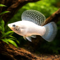 Poecilia Latipinna — Molly for sale UK — AI hero driftwood view