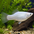 Poecilia latipinna platinum — tropical fish for sale UK — AI natural aquarium view