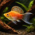X Poecilia Latipinna / Ballon Molly Mix Tropical Fish Tank, Best Choices for Community Tanks, Offering Graceful Movement and Colorful Displays in Your Home Aquarium, Stunning Colors for Your Aquarium — for sale UK — AI hero driftwood view