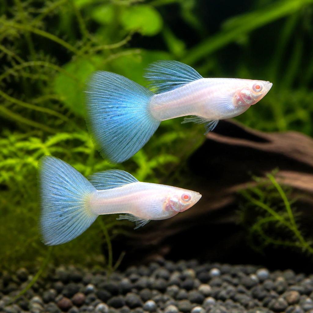Guppy Poecilia Ret in Pairs Panda Guppies , Stunning Black and White Tropical Fish, Ideal Companions for Peaceful Aquariums, Care Tips for New Fish Keepers — for sale UK — AI natural aquarium view