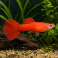 Poecilia ret. male royal red — tropical fish for sale UK — AI natural aquarium view